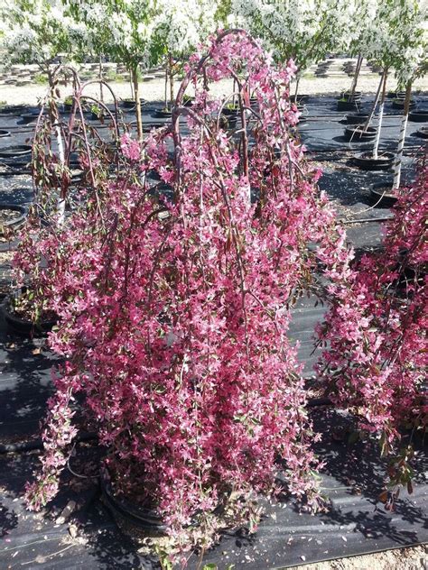 dwarf weeping crabapple tree varieties.